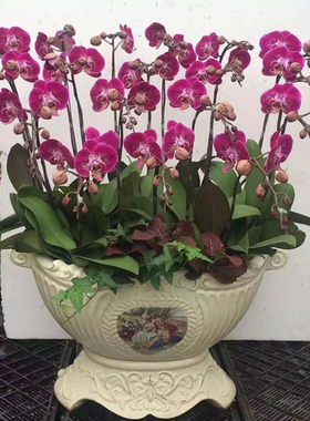 特级蝴蝶兰盆栽花苗大苗当年开花室内客厅桌面四季花卉植物包邮