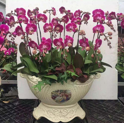 特级蝴蝶兰盆栽花苗大苗当年开花室内客厅桌面四季花卉植物包邮