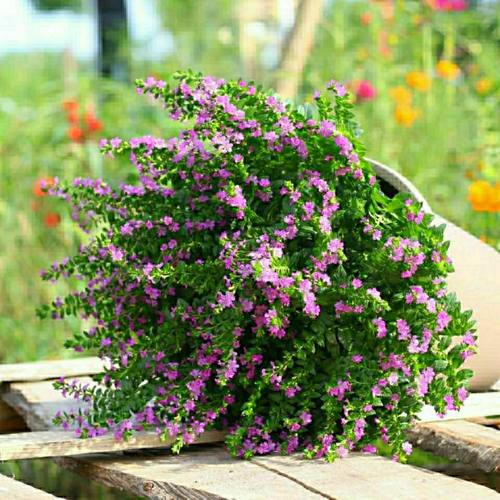 萼距花种子紫色满天星盆栽花籽花卉室外花园植物雪茄花多年生四季