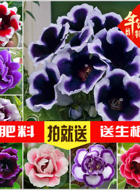 重瓣大岩桐重瓣芙蓉花种子大岩桐