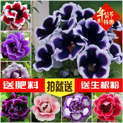 重瓣大岩桐重瓣芙蓉花种子大岩桐