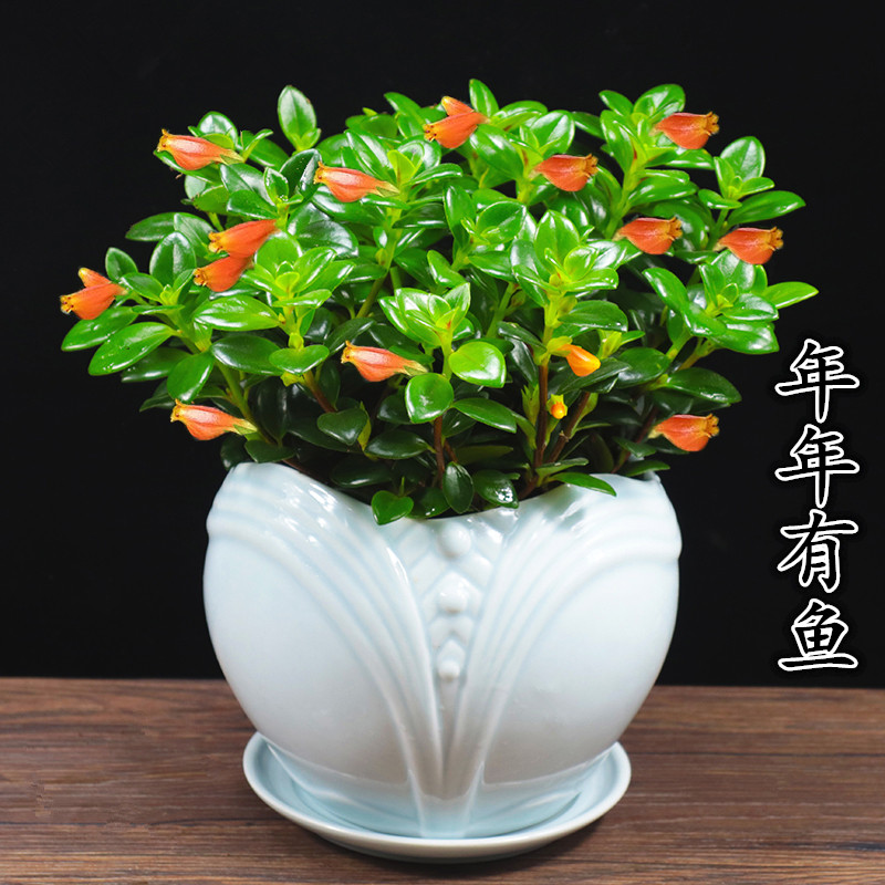 金鱼花种子 吊兰盆栽四季观花植物办公室内花卉