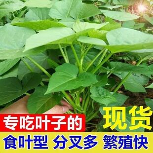 湖南新品红薯叶苗种子圆叶室内室外用番薯叶苗种籽农家蔬菜地瓜叶