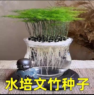 水培文竹种子文竹盆栽室内种植四季耐寒花种文竹种籽室外庭院种植