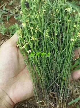 独脚金种子籽疳积野生草种籽独脚疳黄花草清米虫阳台庭院四季播种