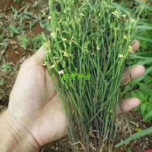 独脚金种子籽疳积野生草种籽独脚疳黄花草清米虫阳台庭院四季播种