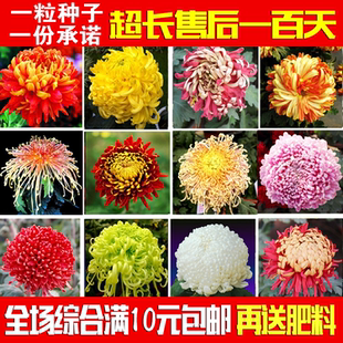 菊花种子室内阳台庭院观花种子易种活盆栽植物花卉四季播种 包邮