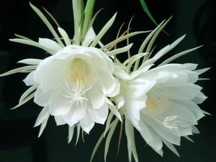 昙花种子 月下美人种子 盆栽阳台种子 家庭易种芳香花 高档植物