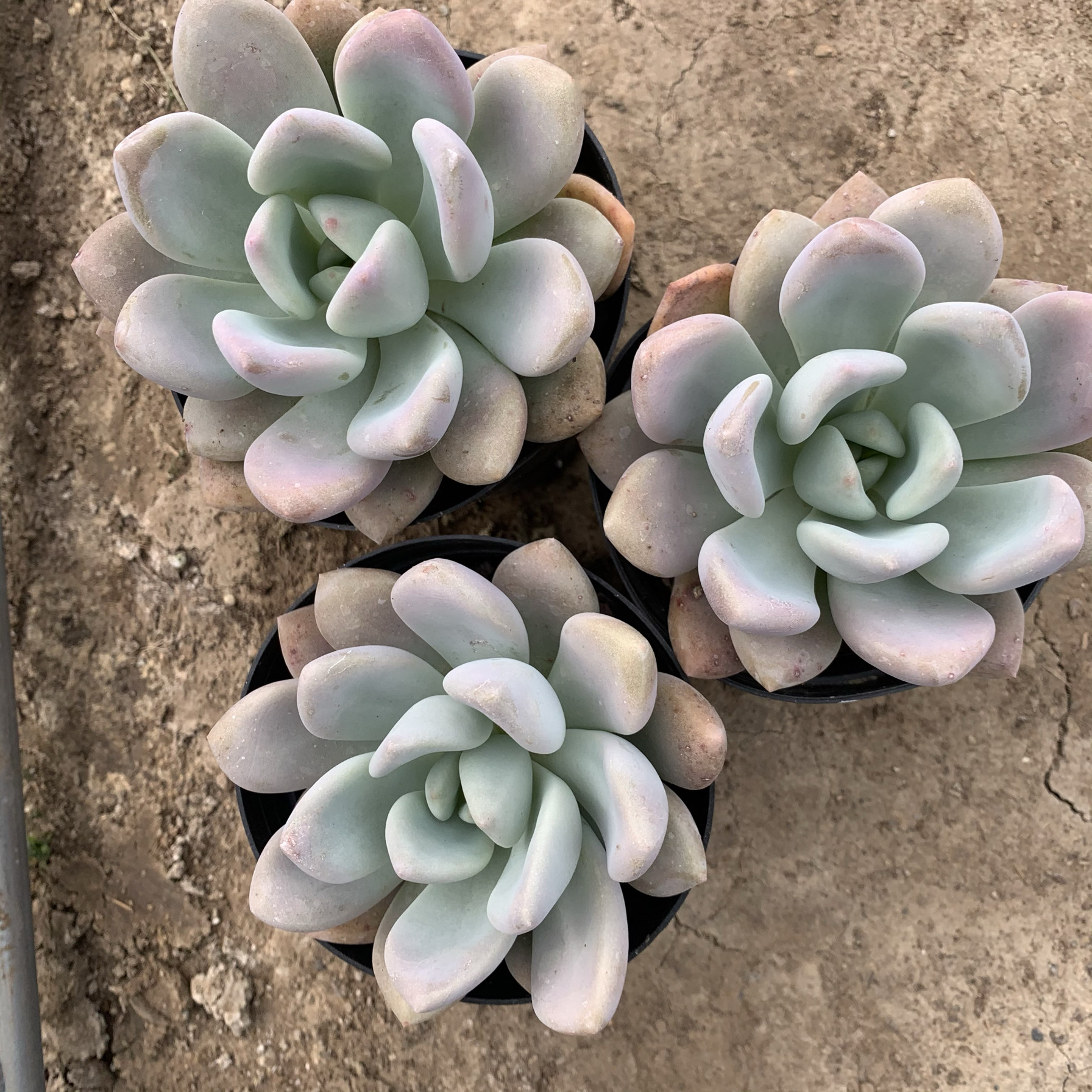 清仓奥普琳娜大单头耐热好养奥胖子多肉植物新款包邮