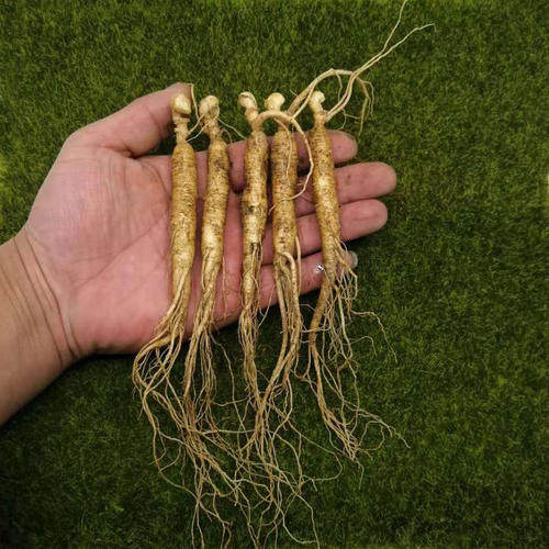 一元一根长白山人参特价小鲜参特产山参养生滋补煲汤泡酒满30包邮,传统滋补营养品,人参/园参及其制品,淘宝优惠券,粉丝福利购,淘宝优惠卷