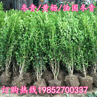 围墙篱笆苗大叶黄杨树苗小叶瓜子黄杨毛球北海道卫矛大小法国冬青