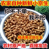 新昌特产小京生嫩花生新鲜小红帽3斤装 现摘现发农家自种