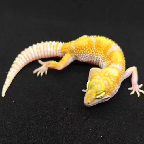 豹纹守宫 肥尾蜥蜴成体亚成体非幼苗不咬人宠物可爱无毒爬宠活物