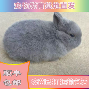 兔子活物长不大迷你侏儒猫猫兔荷兰垂耳小兔活体幼崽家养宠物包邮