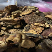 2024年新货东北特产野生榛蘑味道鲜m人工挑选无熏硫500克产地直发