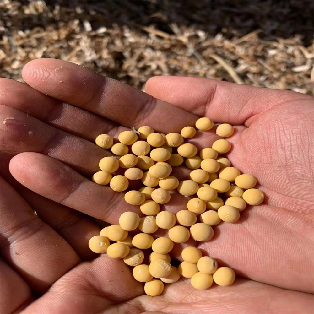 2025年东北农家五常本地种植黄豆非转基因可生豆芽可打豆浆做豆腐