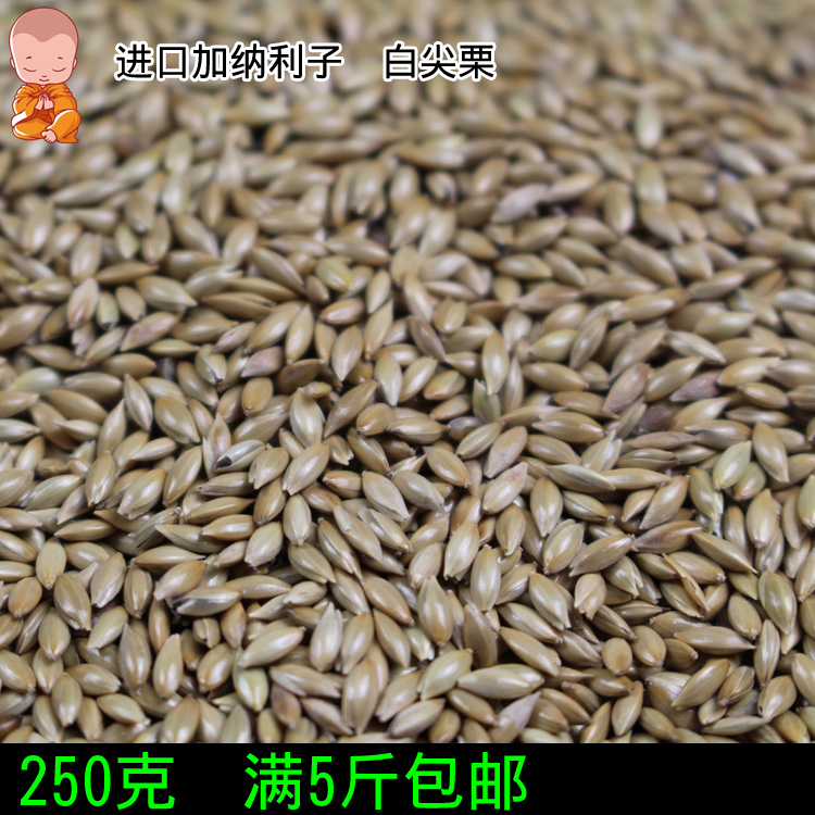 鸟食白尖金丝雀250G鹦鹉