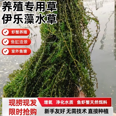 伊乐藻吃不败草苗鱼虾蟹养殖专用水草净化水质鱼缸造景增氧小龙虾