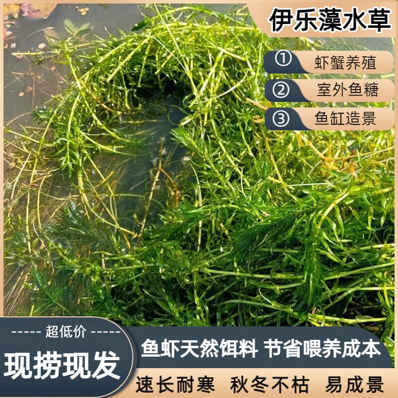 养殖虾蟹水草新鲜草活体吃不败伊乐藻水草环保用草轮叶黑藻水草