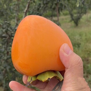 陕西富平大尖柿子树苗嫁接果树苗南北方种植地栽盆栽柿饼当年结果