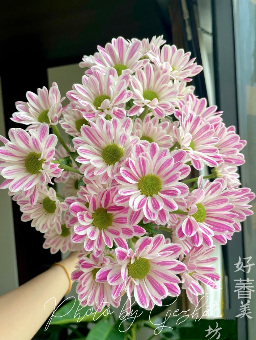 稀有品种 粉斑纹 浅粉薰衣草小雏菊 小菊家养鲜花江浙沪皖2扎包邮