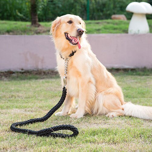 大型犬P链牵引绳 金毛拉布拉多专用项圈 防爆冲遛狗绳宠物狗链子