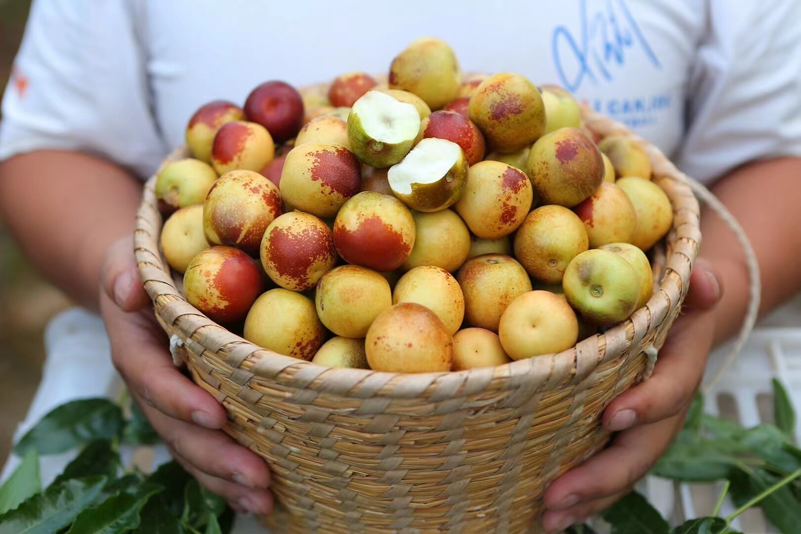 新鲜采摘山西临猗庙上大棚冬枣脆甜可口顺丰包邮品质保证