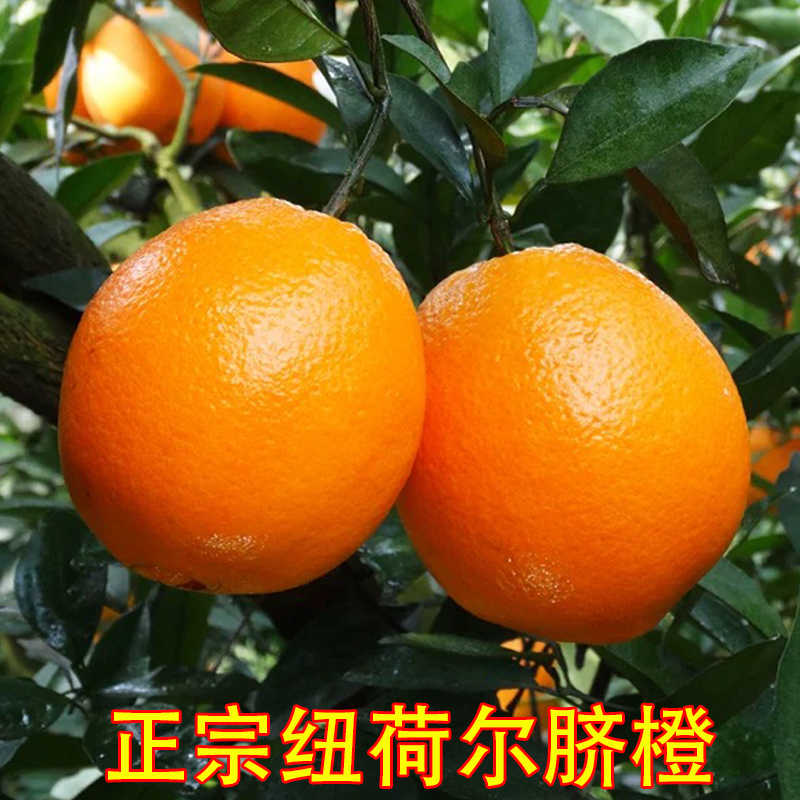 正宗纽荷尔脐橙甜橙子