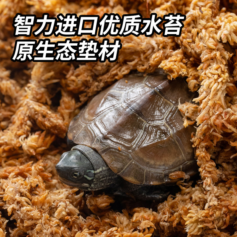 酷克宠物爬虫苔藓乌龟孵化产蛋保湿透气爬宠饲养箱装饰造景水苔垫