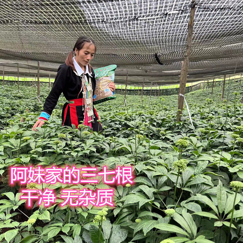 云南文山三七根须特级田七头大根正品特产三七根炖鸡500g传统滋补