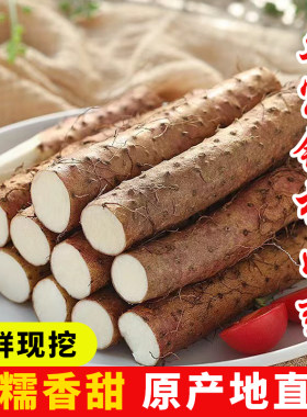 新鲜正宗铁棍山药5斤小白嘴山药