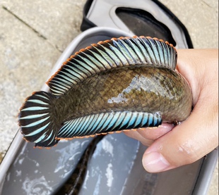 新疆内蒙可发不 包损 包邮 雷龙鱼彩虹雷龙南鳢淡水观赏鱼