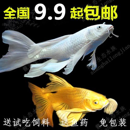 龙凤锦鲤鱼冷水观赏鱼小金鱼苗淡水活体鱼好养耐活蝴蝶鲤长尾 - 封面