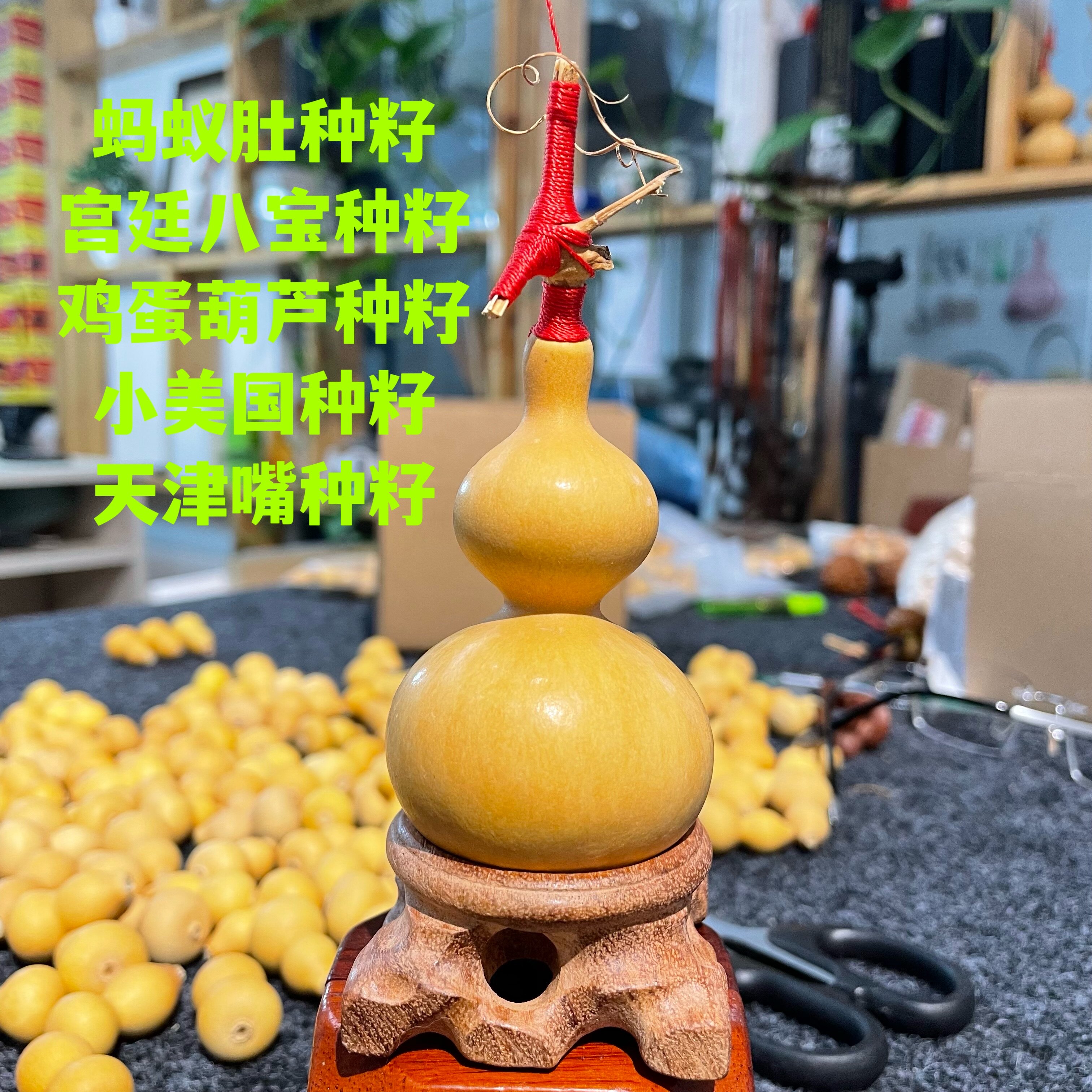 室内种盆栽天然宫廷八宝蚂蚁肚天津嘴鸡蛋葫芦小美国葫芦籽
