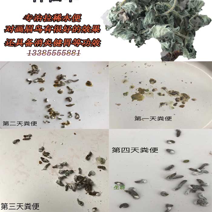 画眉鸟食提性壮膘料专治画眉鸟拉稀水便肠胃弱消炎抗菌野生草药