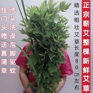 正宗蕲艾整颗新鲜艾草叶端午挂门窗艾草泡脚泡澡野生干艾驱蚊全株