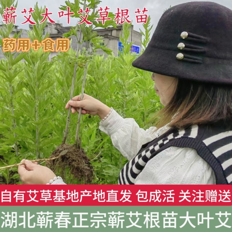 正宗湖北蕲春蕲艾药用大艾叶草根新鲜四季种植盆栽食用艾蒿艾草苗
