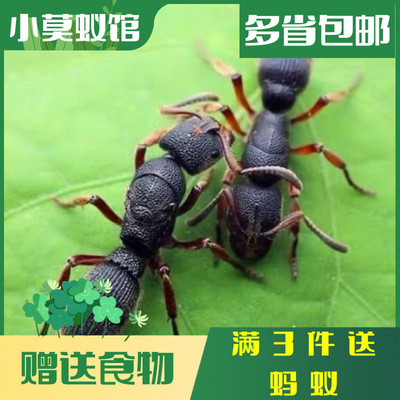 Ants蚁馆 红足穴猛蚁 修猛蚁 无后繁殖大型蚂蚁昆虫摄影宠物