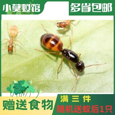 小莫蚁馆 25新后黑斑蚂蚁弓背工坊好养宠物新后新手活体宠物 拍摄