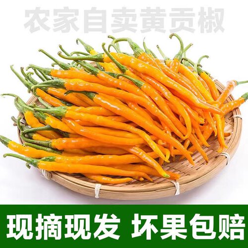 现摘新鲜黄线椒黄贡椒黄辣子特辣红辣椒黄辣椒可腌可剁椒产地直供