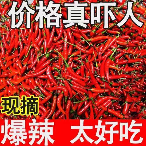 新鲜小米椒特辣小米辣鲜椒朝天椒红辣椒指天椒泡椒红辣椒产地直发