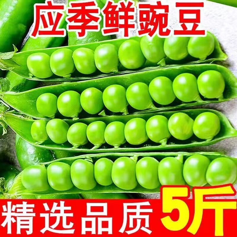 新鲜豌豆云南当季带壳青豌豆荚脆甜生荷兰豆现摘现发蔬菜荚豆角,水产肉类/新鲜蔬果/熟食,新鲜豆类,淘宝优惠券,粉丝福利购,淘宝优惠卷