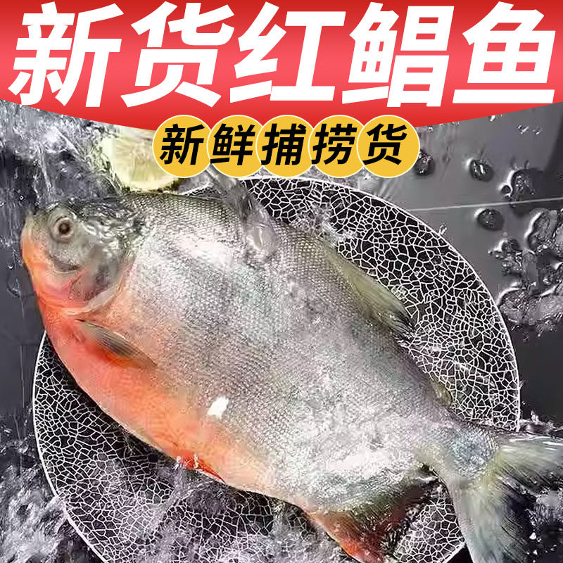 大鲳鱼大红大号整箱新鲜平鱼鲜活速冻镜鱼批发冷冻冰鲜整条