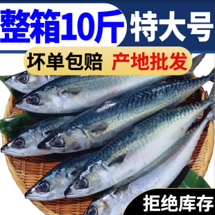 青占鱼 新鲜鲐鱼海鲜深海冷水鱼海捕 排鱼冷冻青占鱼