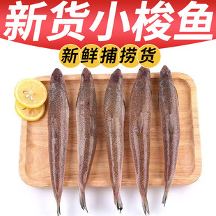 新鲜梭鱼鲜活速冻沙梭鱼新鲜冷冻梭子沙丁鱼大梭鱼海鲜批发一整箱