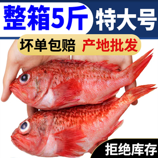 虎头斑深海石狗公鲜活石九公冷冻海鲜红石斑鲽鱼黑腹无鳔鲉石斑鱼