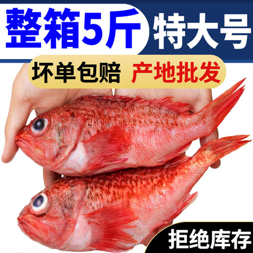 虎头斑深海石狗公鲜活石九公冷冻海鲜红石斑鲽鱼黑腹无鳔鲉石斑鱼