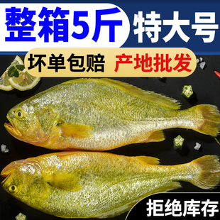 【当天捕捞发货】特大鱼类水产黄姑鱼大鱼大鱼冷冻鲜活