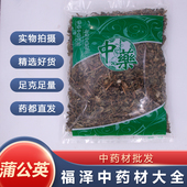 包邮 蒲公英统货 发新货蒲公英1000克 安国中药市场批