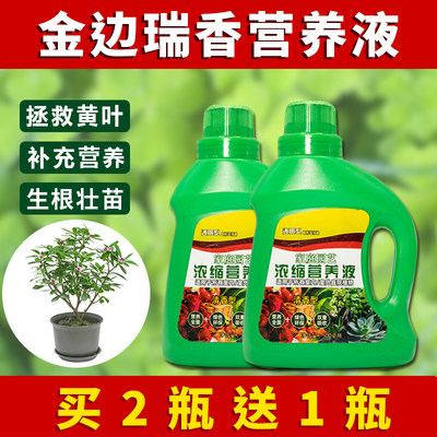 金边瑞香营养液专用肥料金边瑞香营养液花肥盆栽绿植水培植花卉通